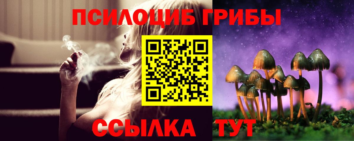 Псилоцибиновые грибы Psilocybe Киселёвск